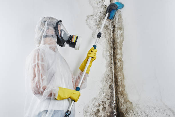 Best Office Mold Removal Services  in USA